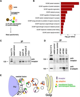 Inceptor facilitates acrosomal vesicle formation in spermatids and is required for male fertility